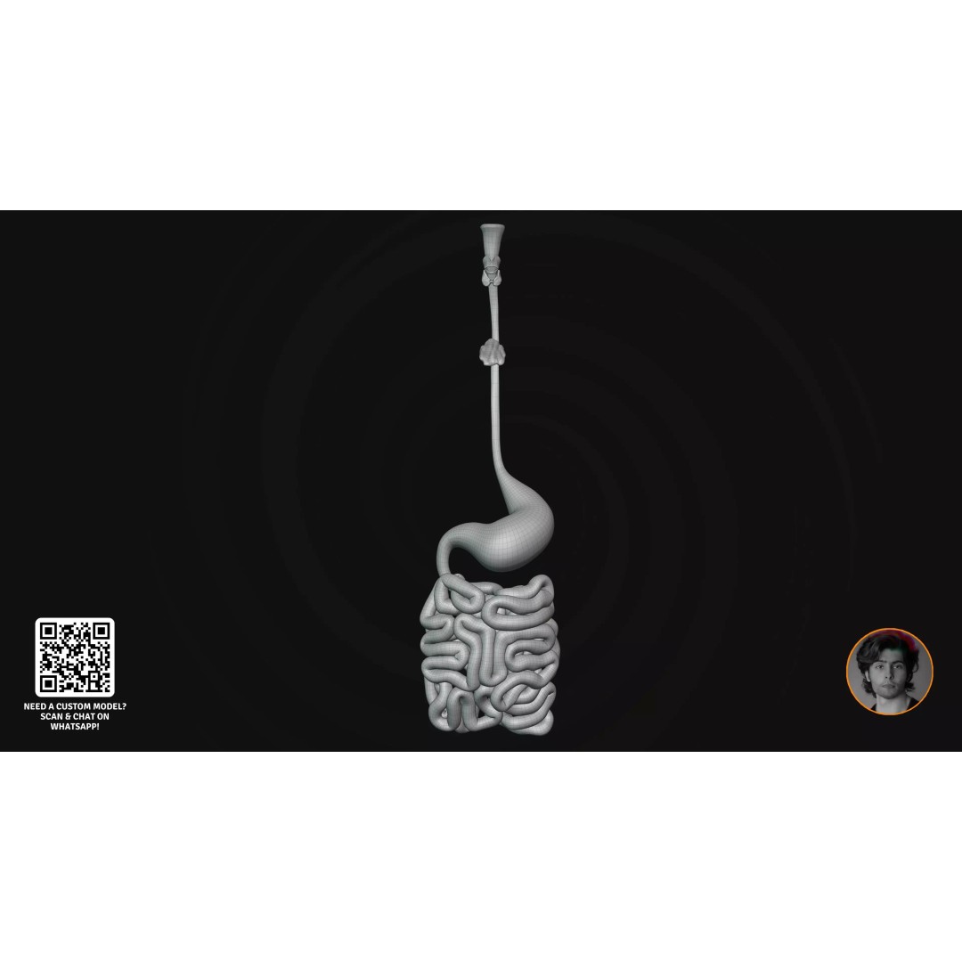 Realistic Human Digestive System 3D Model – Detailed Anatomy, Blender & FBX - View 12