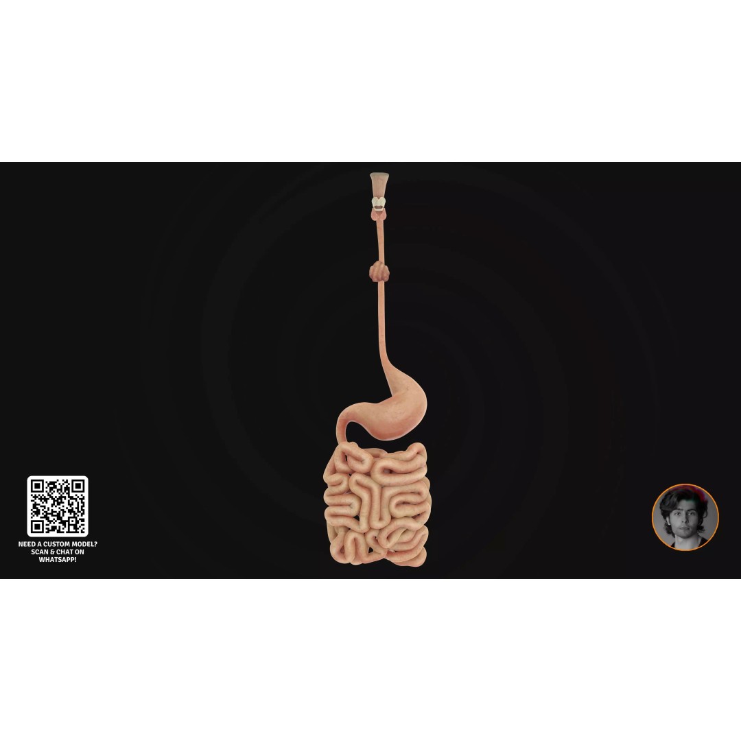 Realistic Human Digestive System 3D Model – Detailed Anatomy, Blender & FBX - View 13