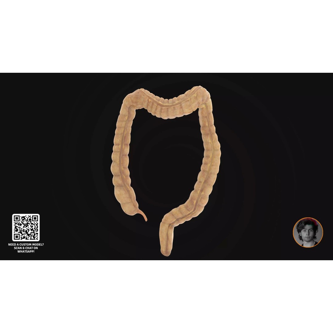 Realistic Human Digestive System 3D Model – Detailed Anatomy, Blender & FBX - View 14