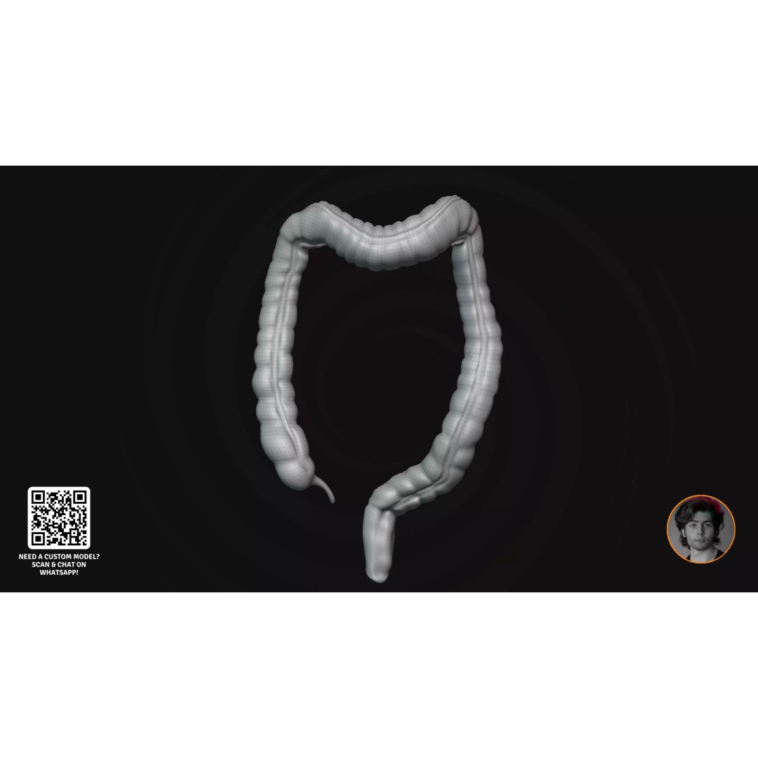 Realistic Human Digestive System 3D Model – Detailed Anatomy, Blender & FBX - View 15