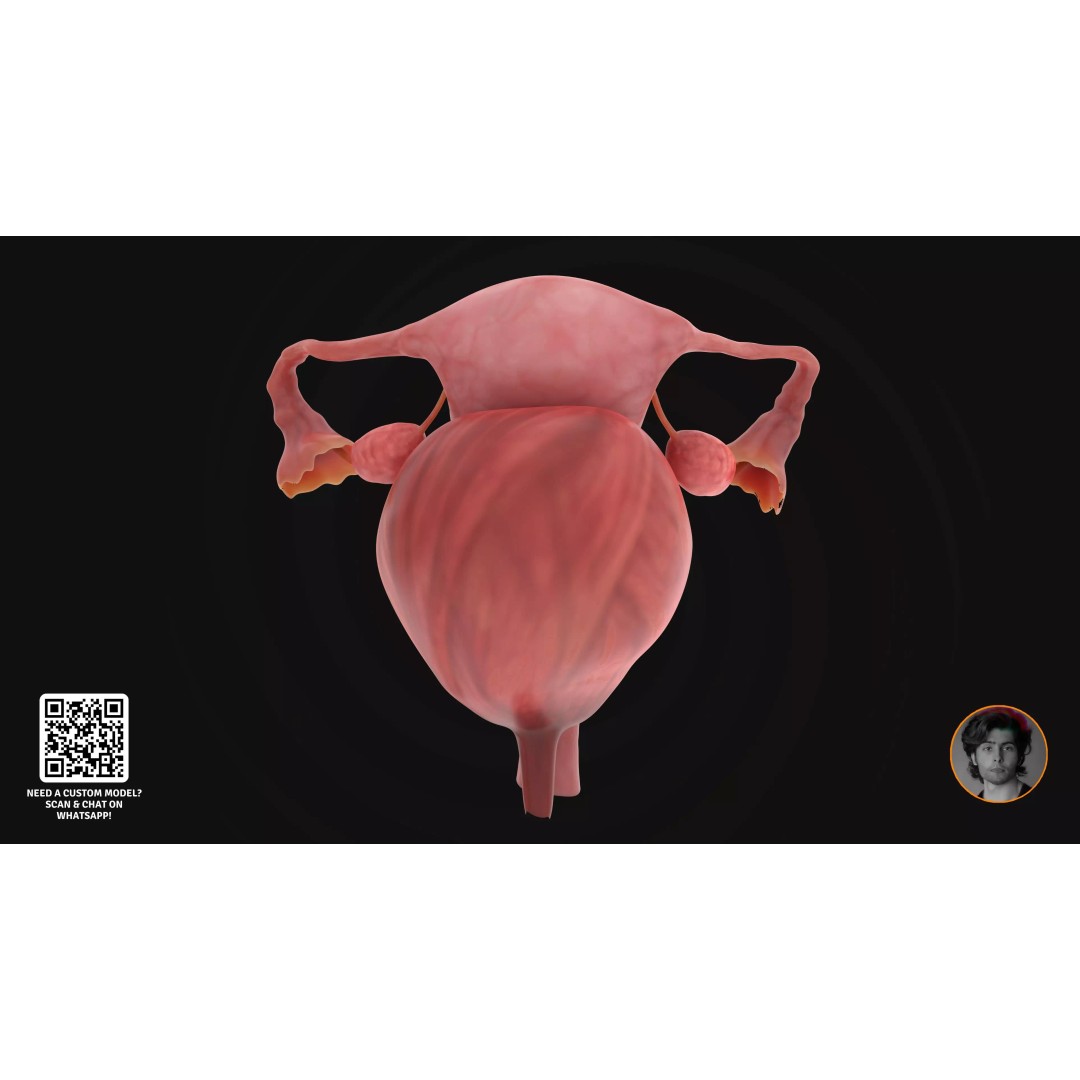 Realistic Human Digestive System 3D Model – Detailed Anatomy, Blender & FBX - View 17