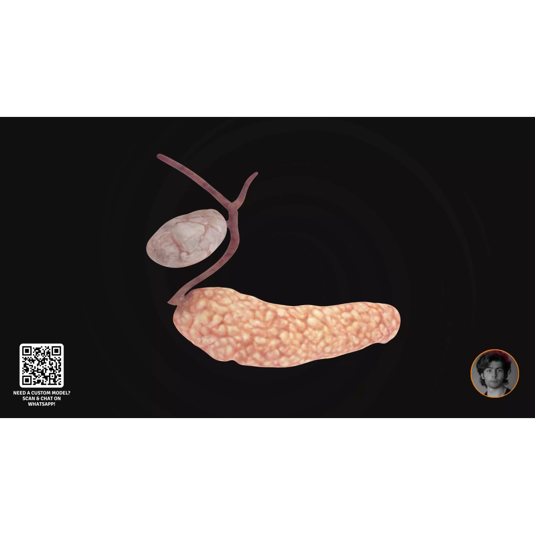 Realistic Human Digestive System 3D Model – Detailed Anatomy, Blender & FBX - View 19