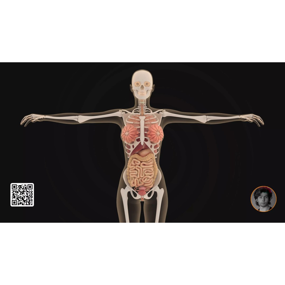 Realistic Human Digestive System 3D Model – Detailed Anatomy, Blender & FBX - View 2