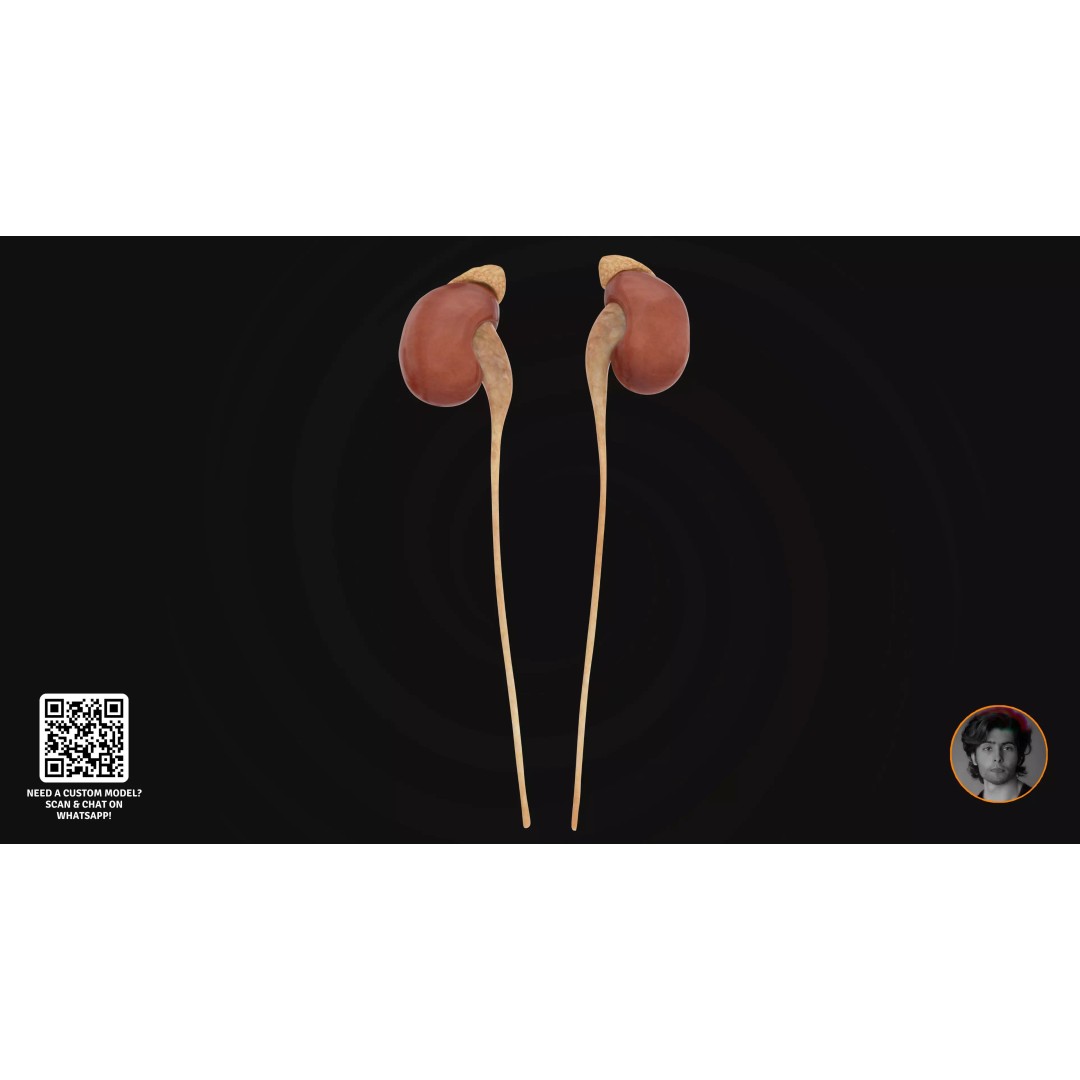 Realistic Human Digestive System 3D Model – Detailed Anatomy, Blender & FBX - View 21