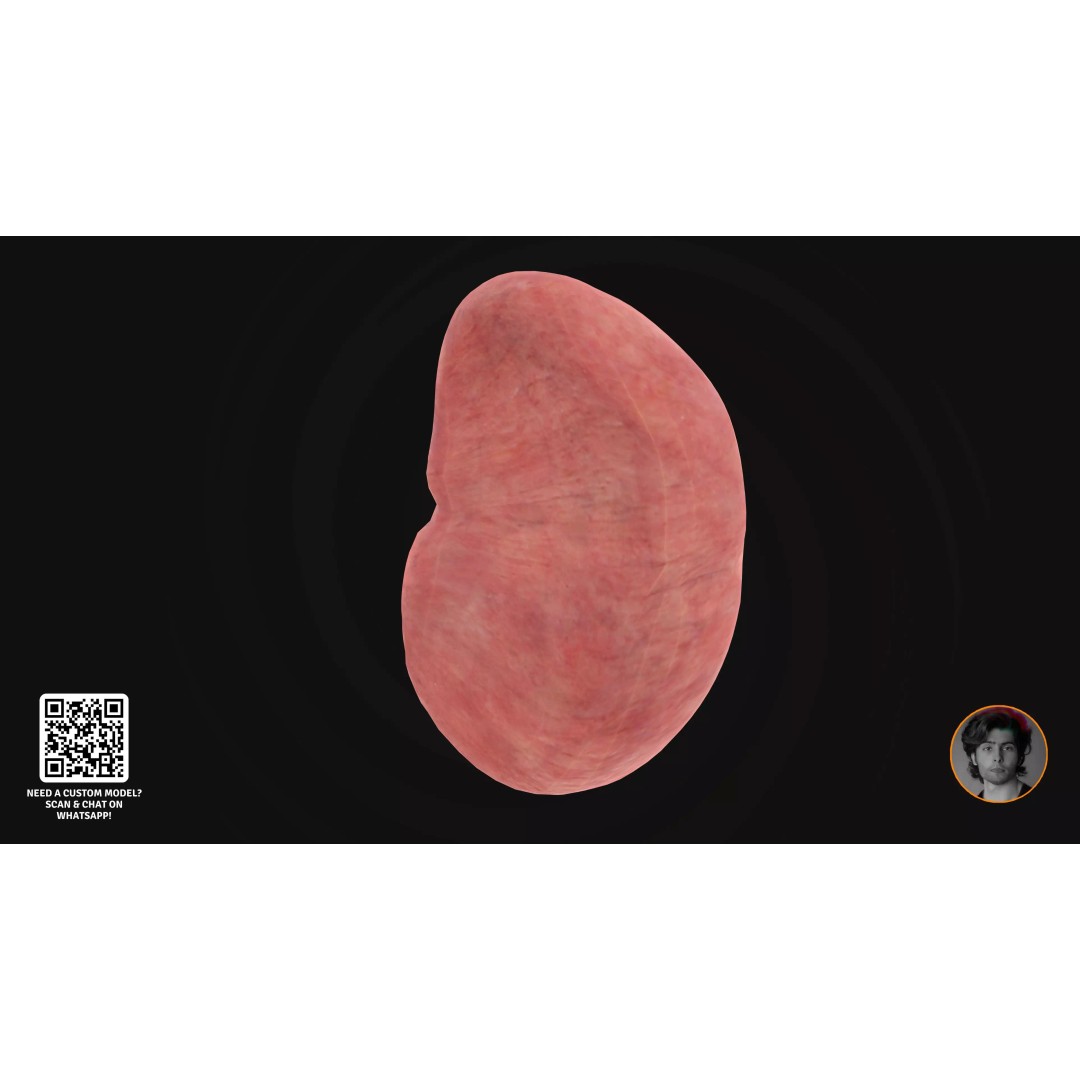 Realistic Human Digestive System 3D Model – Detailed Anatomy, Blender & FBX - View 22