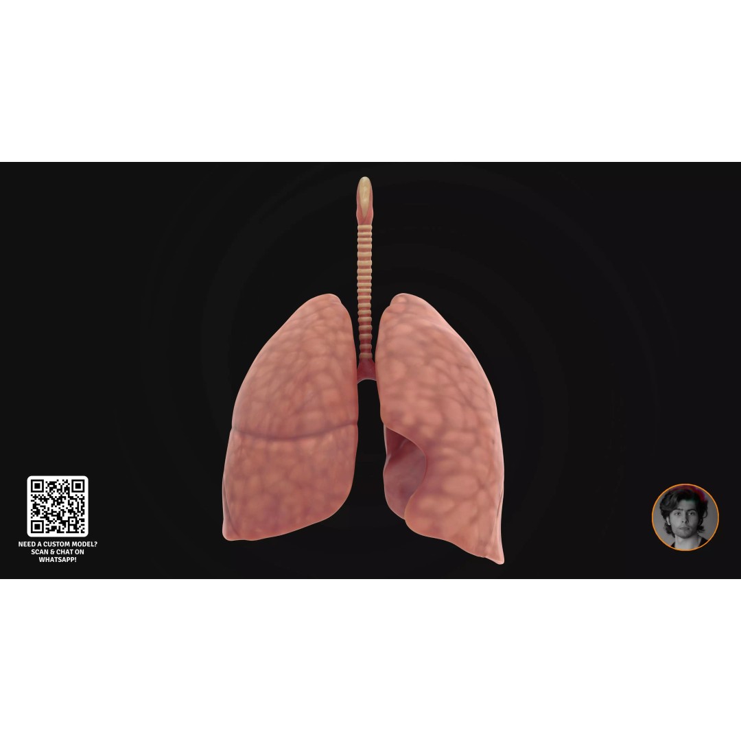 Realistic Human Digestive System 3D Model – Detailed Anatomy, Blender & FBX - View 24