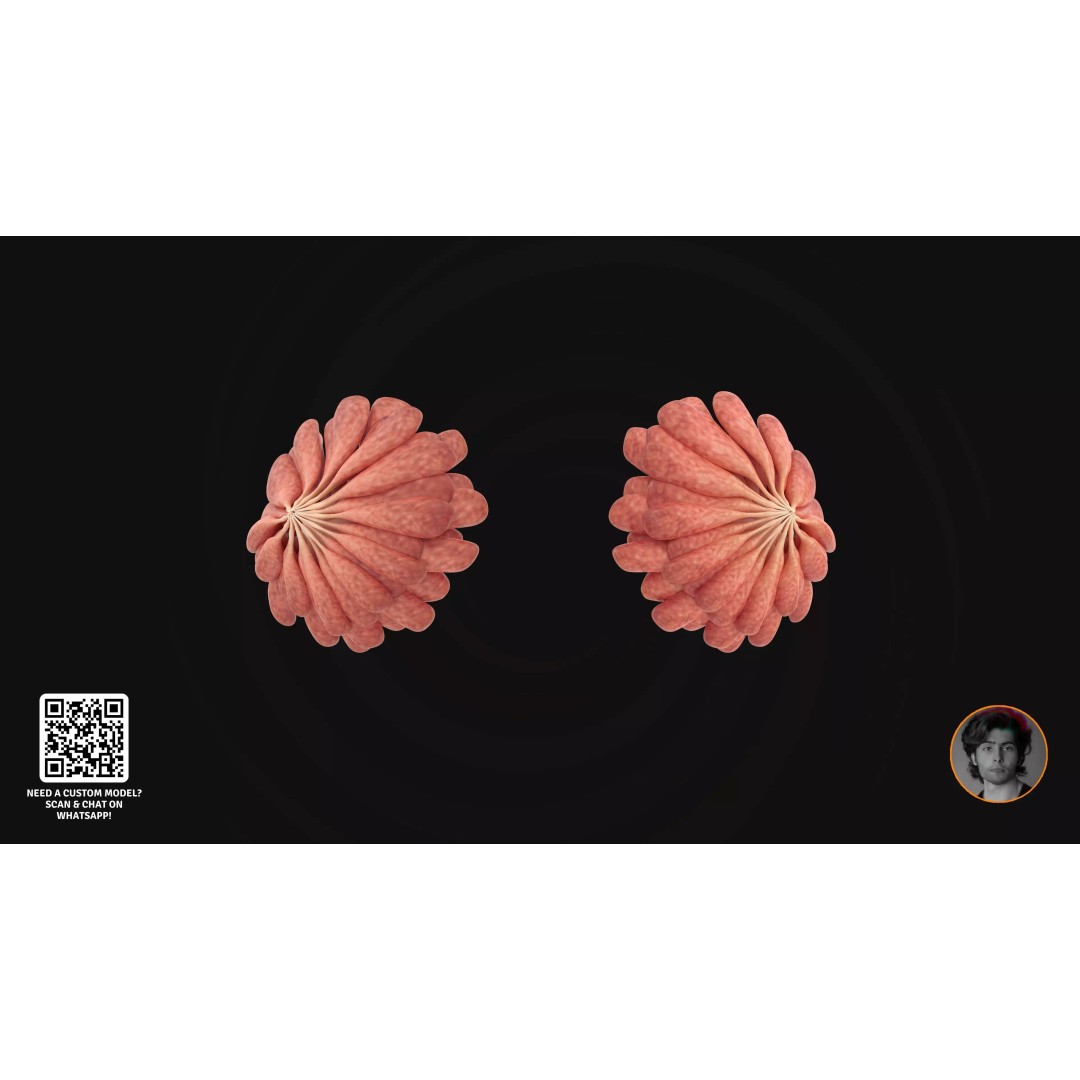 Realistic Human Digestive System 3D Model – Detailed Anatomy, Blender & FBX - View 26