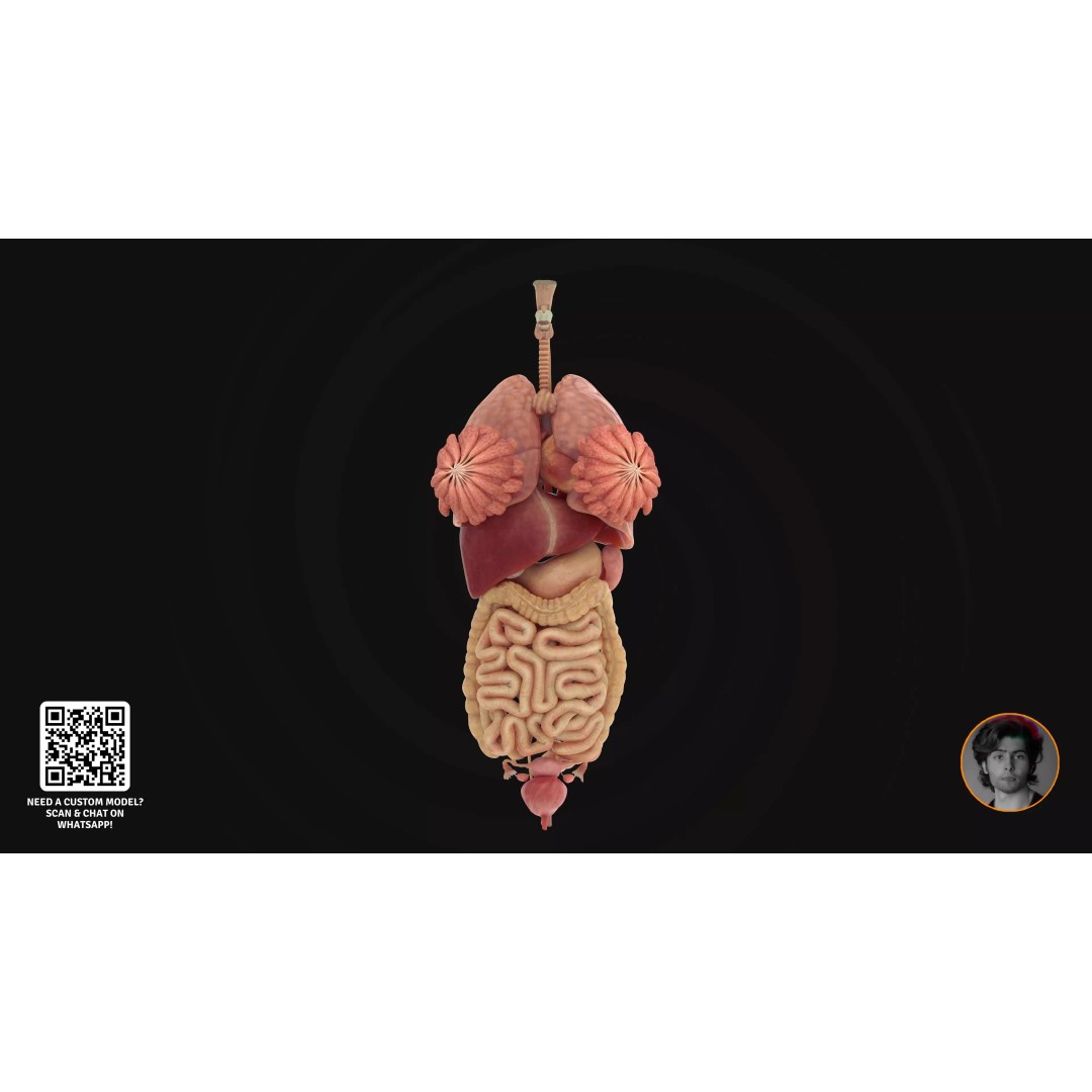 Realistic Human Digestive System 3D Model – Detailed Anatomy, Blender & FBX - View 4