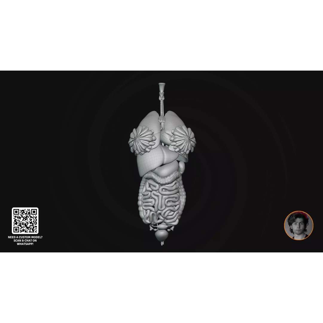 Realistic Human Digestive System 3D Model – Detailed Anatomy, Blender & FBX - View 5
