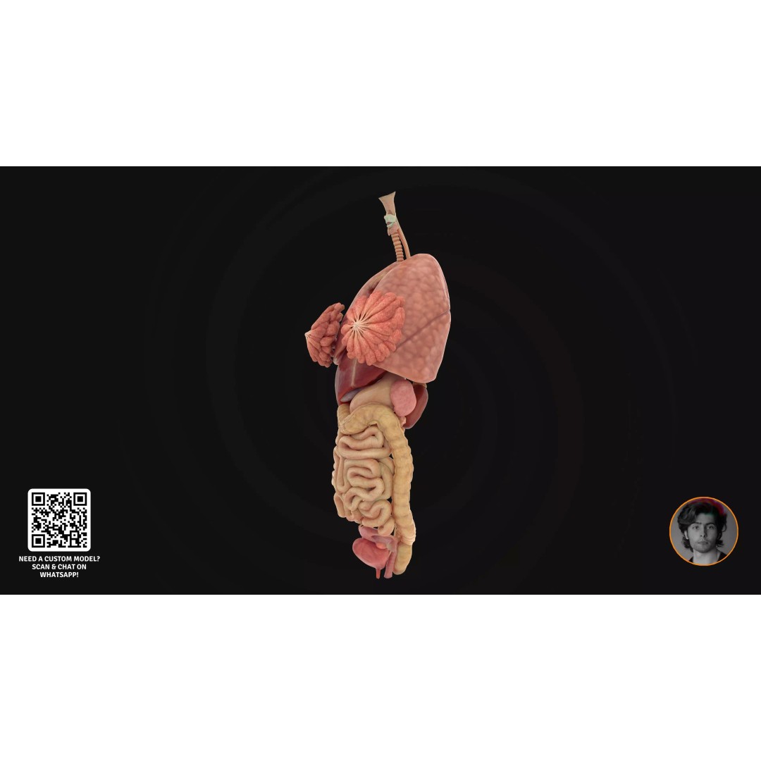 Realistic Human Digestive System 3D Model – Detailed Anatomy, Blender & FBX - View 7