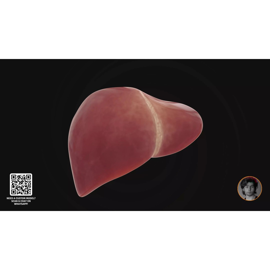 Realistic Human Digestive System 3D Model – Detailed Anatomy, Blender & FBX - View 8