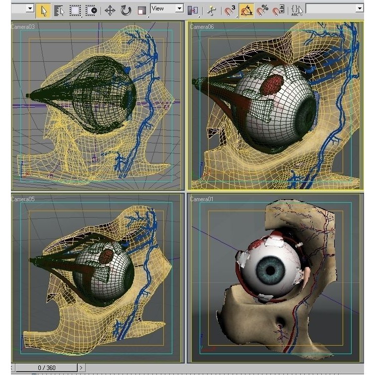 Anatomy Eye 3D Model – Detailed Human Skull Cut-Section, FBX, OBJ