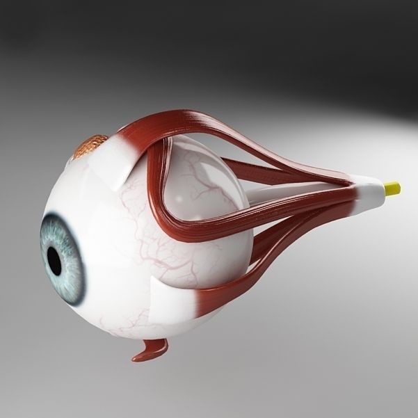 Anatomy Eye 3D Model – Detailed Human Skull Cut-Section, FBX, OBJ - View 10