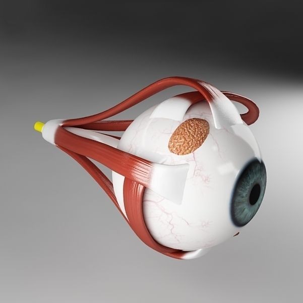 Anatomy Eye 3D Model – Detailed Human Skull Cut-Section, FBX, OBJ - View 12