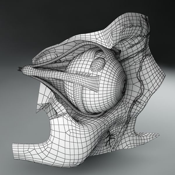 Anatomy Eye 3D Model – Detailed Human Skull Cut-Section, FBX, OBJ - View 13