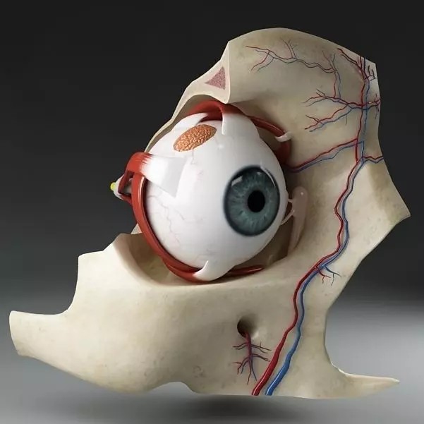 Anatomy Eye 3D Model – Detailed Human Skull Cut-Section, FBX, OBJ - View 2
