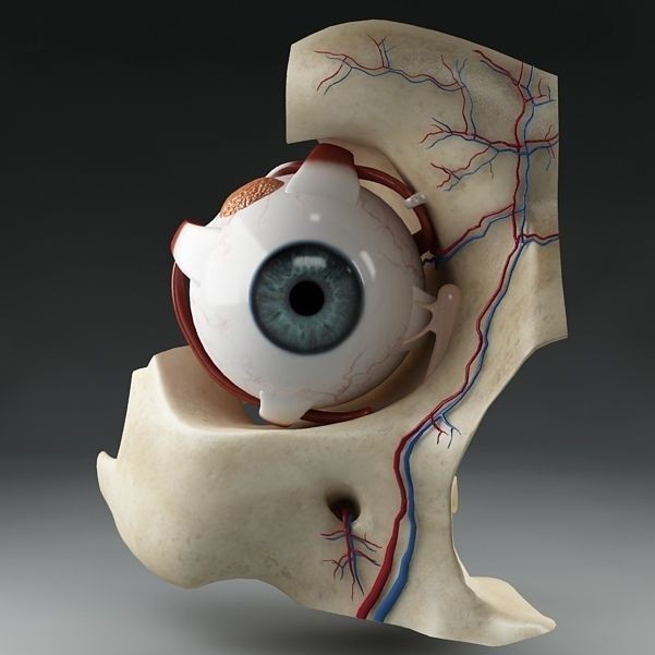 Anatomy Eye 3D Model – Detailed Human Skull Cut-Section, FBX, OBJ - View 3