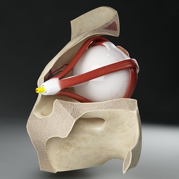 Anatomy Eye 3D Model – Detailed Human Skull Cut-Section, FBX, OBJ - View 4