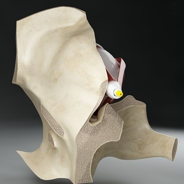 Anatomy Eye 3D Model – Detailed Human Skull Cut-Section, FBX, OBJ - View 5