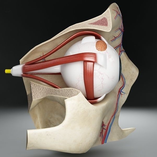 Anatomy Eye 3D Model – Detailed Human Skull Cut-Section, FBX, OBJ - View 6
