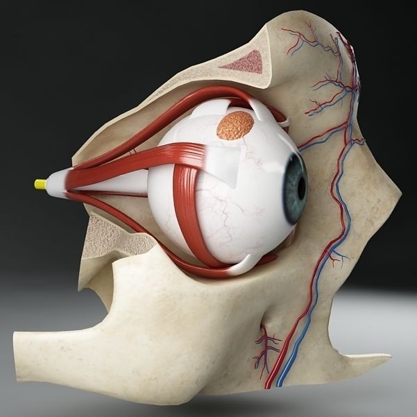 Anatomy Eye 3D Model – Detailed Human Skull Cut-Section, FBX, OBJ - View 7