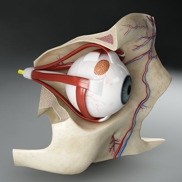 Anatomy Eye 3D Model – Detailed Human Skull Cut-Section, FBX, OBJ - View 8