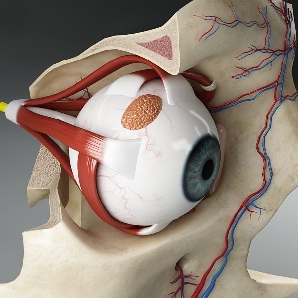 Anatomy Eye 3D Model – Detailed Human Skull Cut-Section, FBX, OBJ - View 9