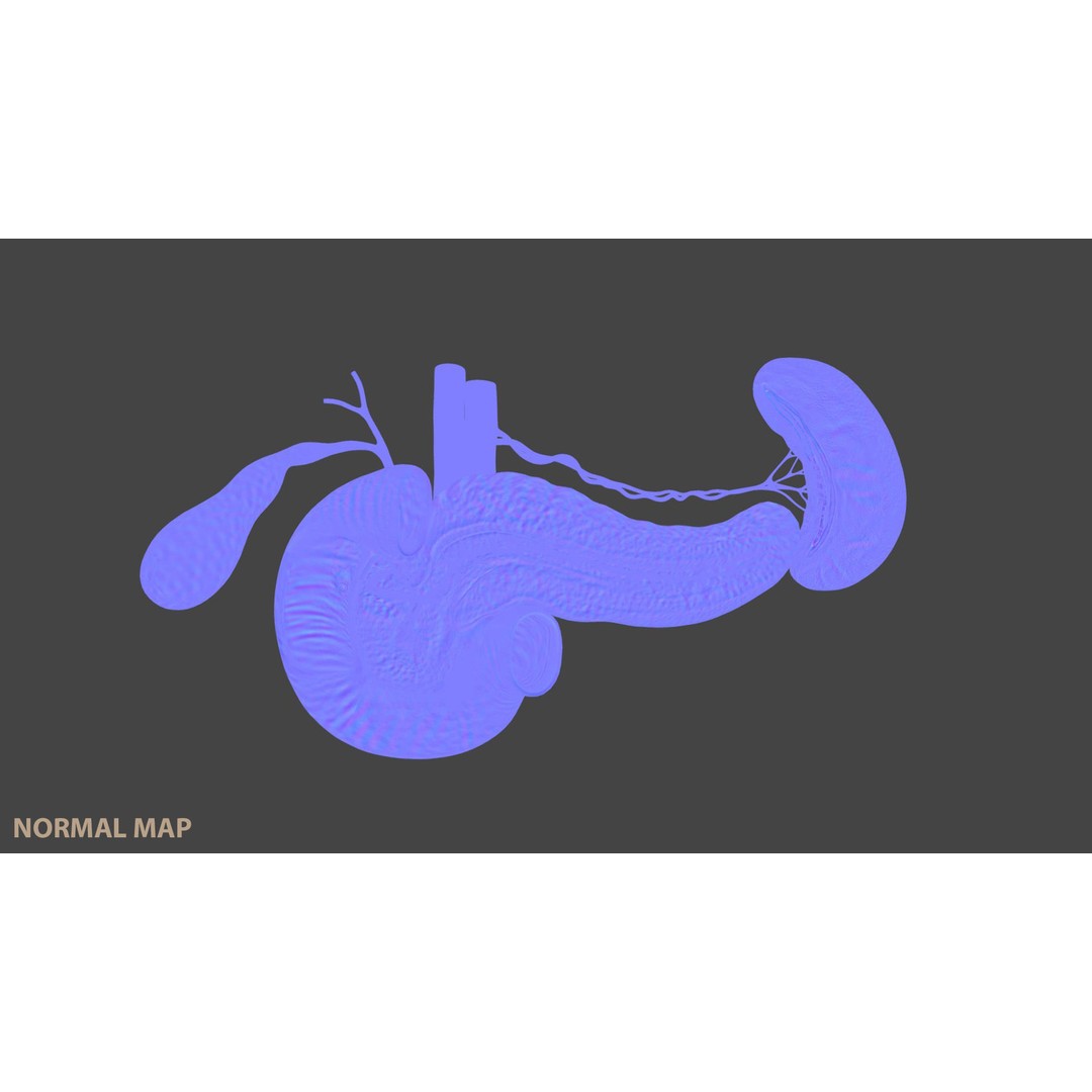 Pancreas Cross Section 3D Model – PBR Anatomy Asset, FBX, OBJ