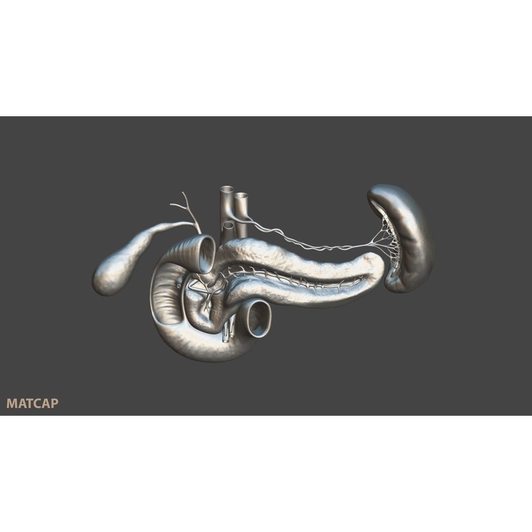 Pancreas Cross Section 3D Model – PBR Anatomy Asset, FBX, OBJ - View 10