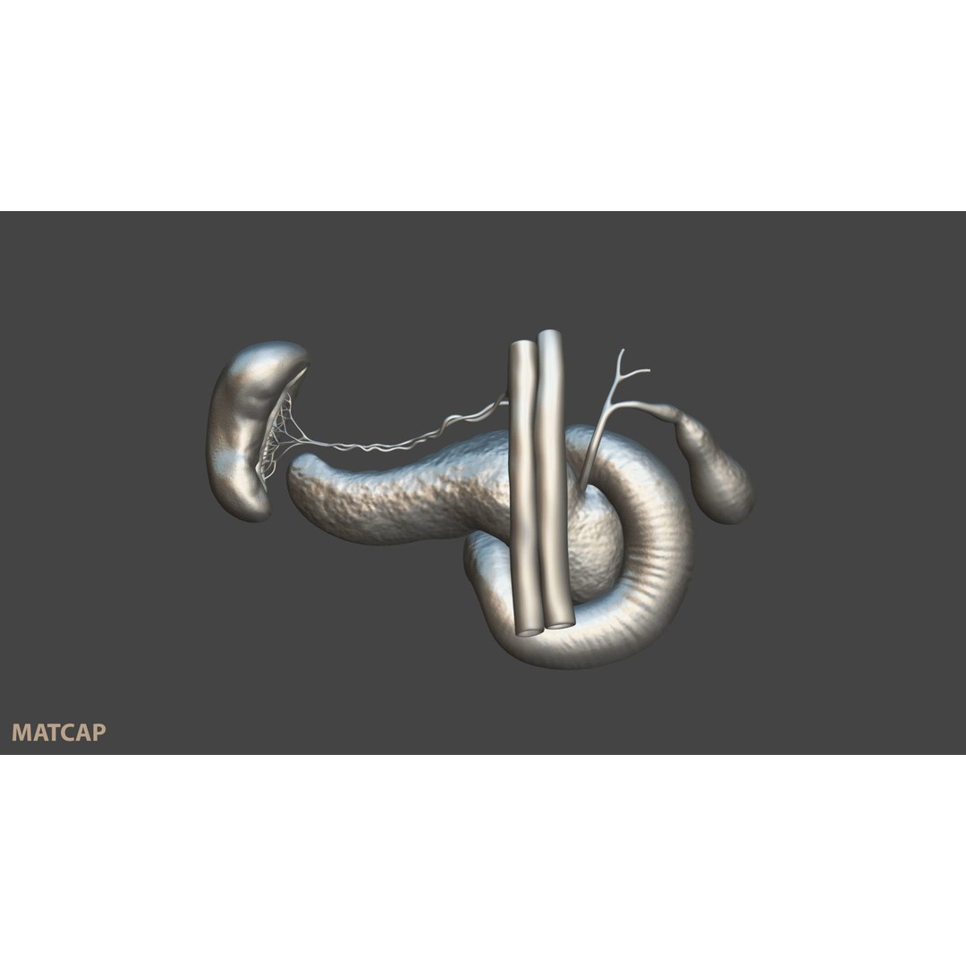 Pancreas Cross Section 3D Model – PBR Anatomy Asset, FBX, OBJ - View 11