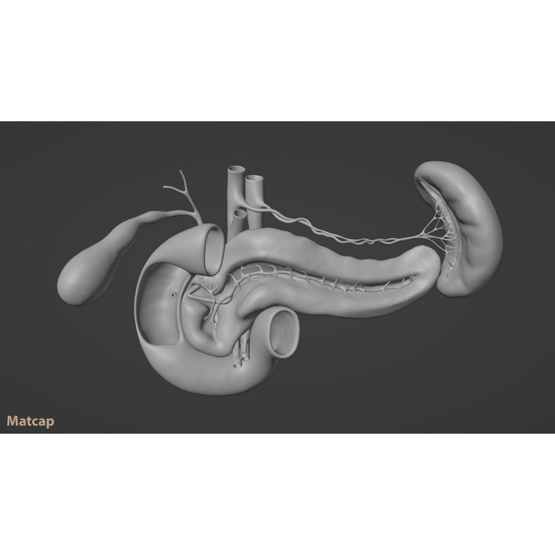 Pancreas Cross Section 3D Model – PBR Anatomy Asset, FBX, OBJ - View 12