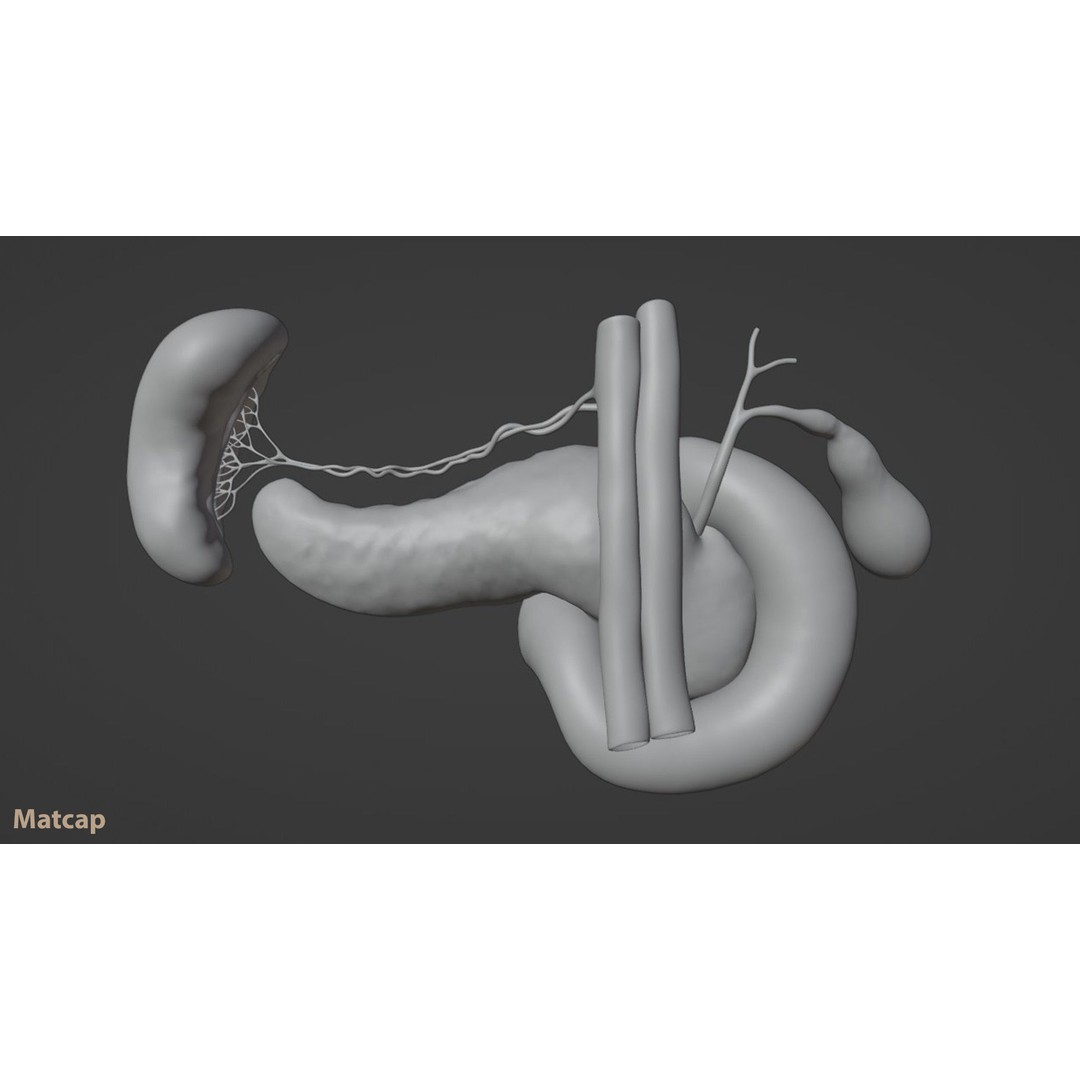 Pancreas Cross Section 3D Model – PBR Anatomy Asset, FBX, OBJ - View 13