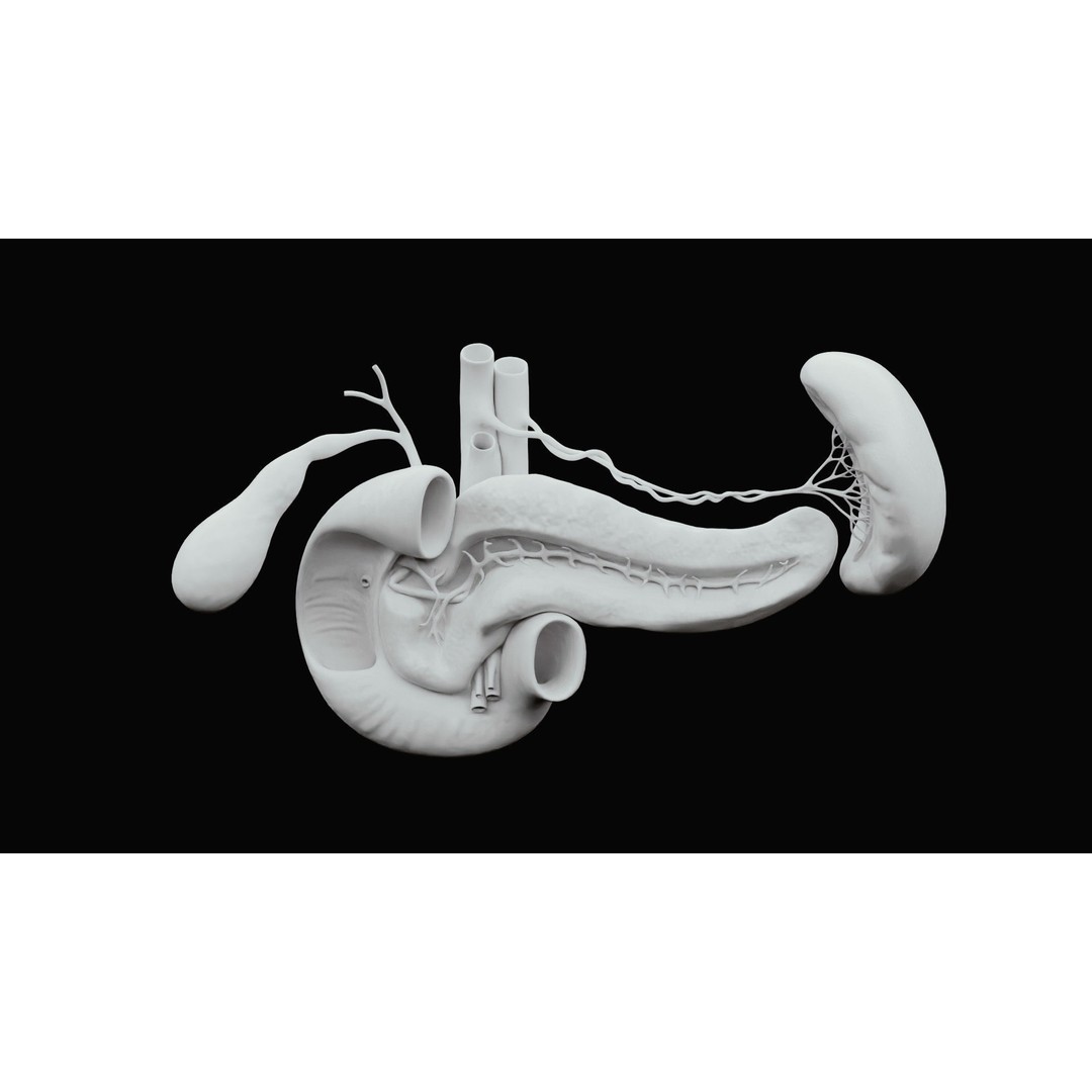 Pancreas Cross Section 3D Model – PBR Anatomy Asset, FBX, OBJ - View 14