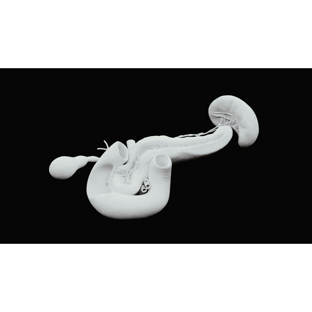 Pancreas Cross Section 3D Model – PBR Anatomy Asset, FBX, OBJ - View 15