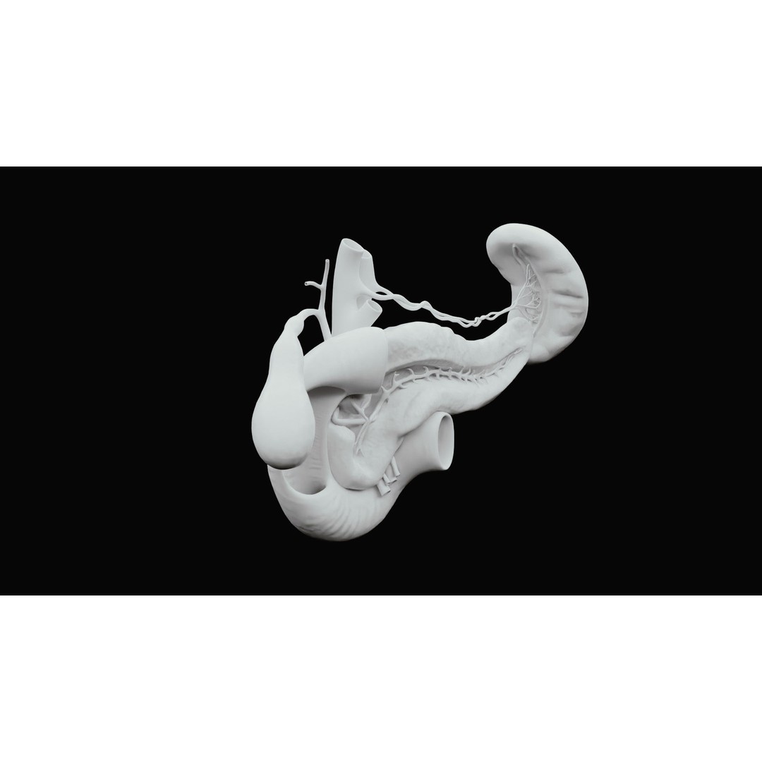 Pancreas Cross Section 3D Model – PBR Anatomy Asset, FBX, OBJ - View 16