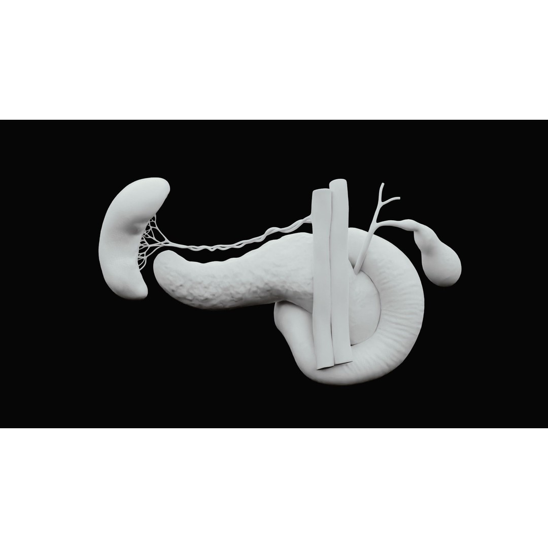 Pancreas Cross Section 3D Model – PBR Anatomy Asset, FBX, OBJ - View 17
