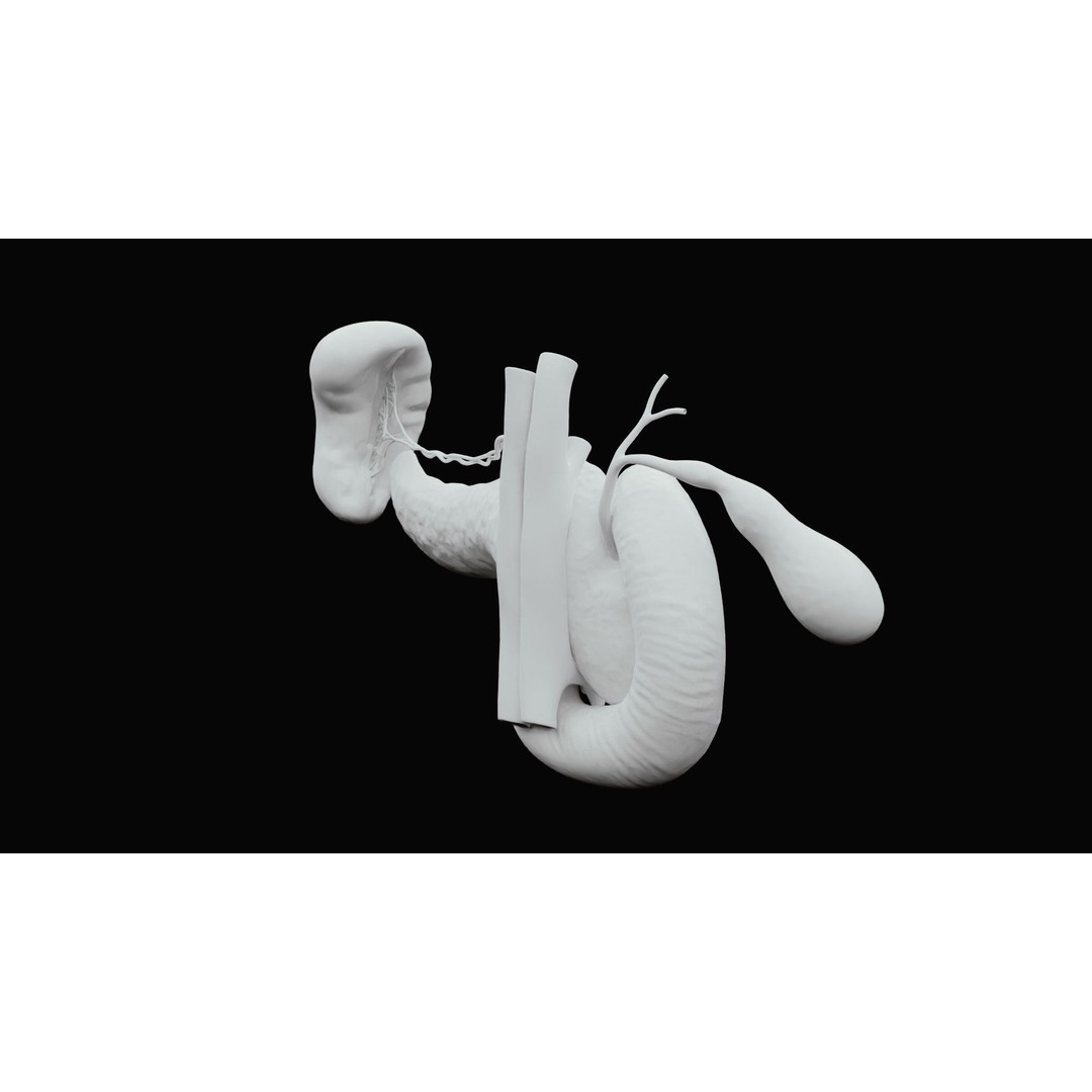 Pancreas Cross Section 3D Model – PBR Anatomy Asset, FBX, OBJ - View 18