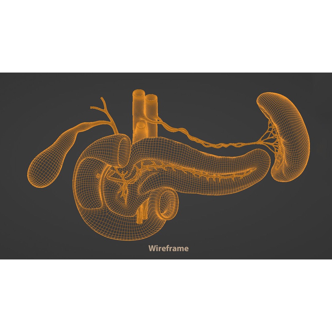 Pancreas Cross Section 3D Model – PBR Anatomy Asset, FBX, OBJ - View 19