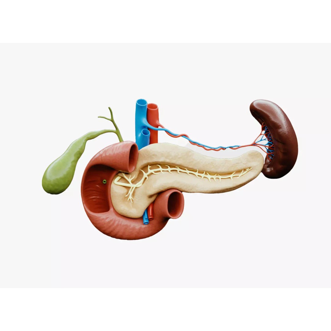 Pancreas Cross Section 3D Model – PBR Anatomy Asset, FBX, OBJ - View 2