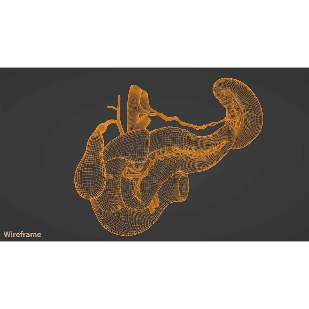 Pancreas Cross Section 3D Model – PBR Anatomy Asset, FBX, OBJ - View 20