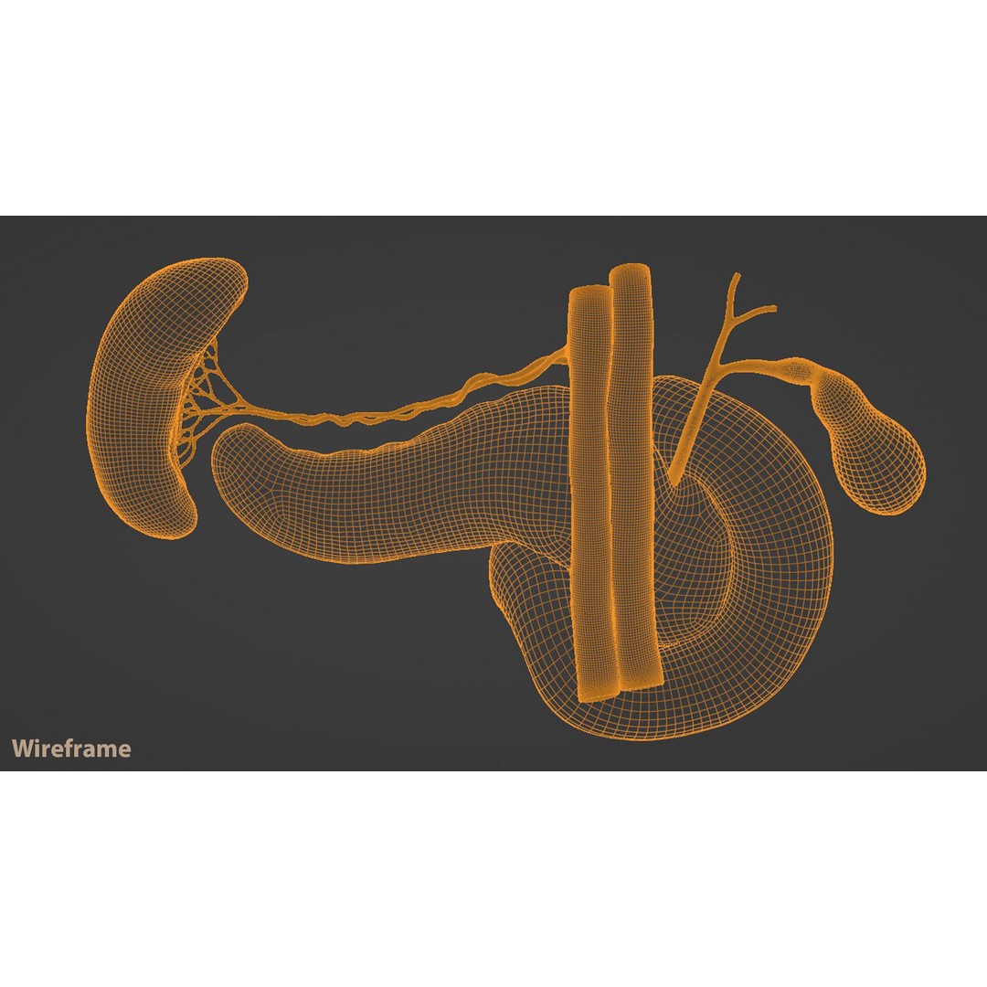 Pancreas Cross Section 3D Model – PBR Anatomy Asset, FBX, OBJ - View 21