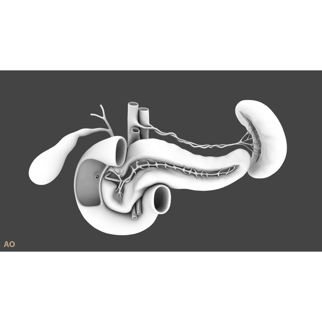 Pancreas Cross Section 3D Model – PBR Anatomy Asset, FBX, OBJ - View 22