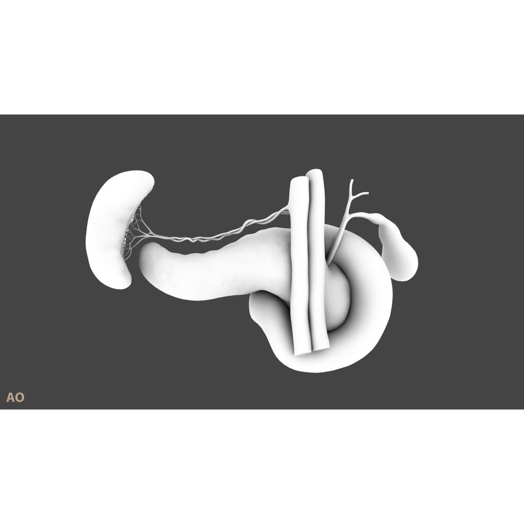 Pancreas Cross Section 3D Model – PBR Anatomy Asset, FBX, OBJ - View 23