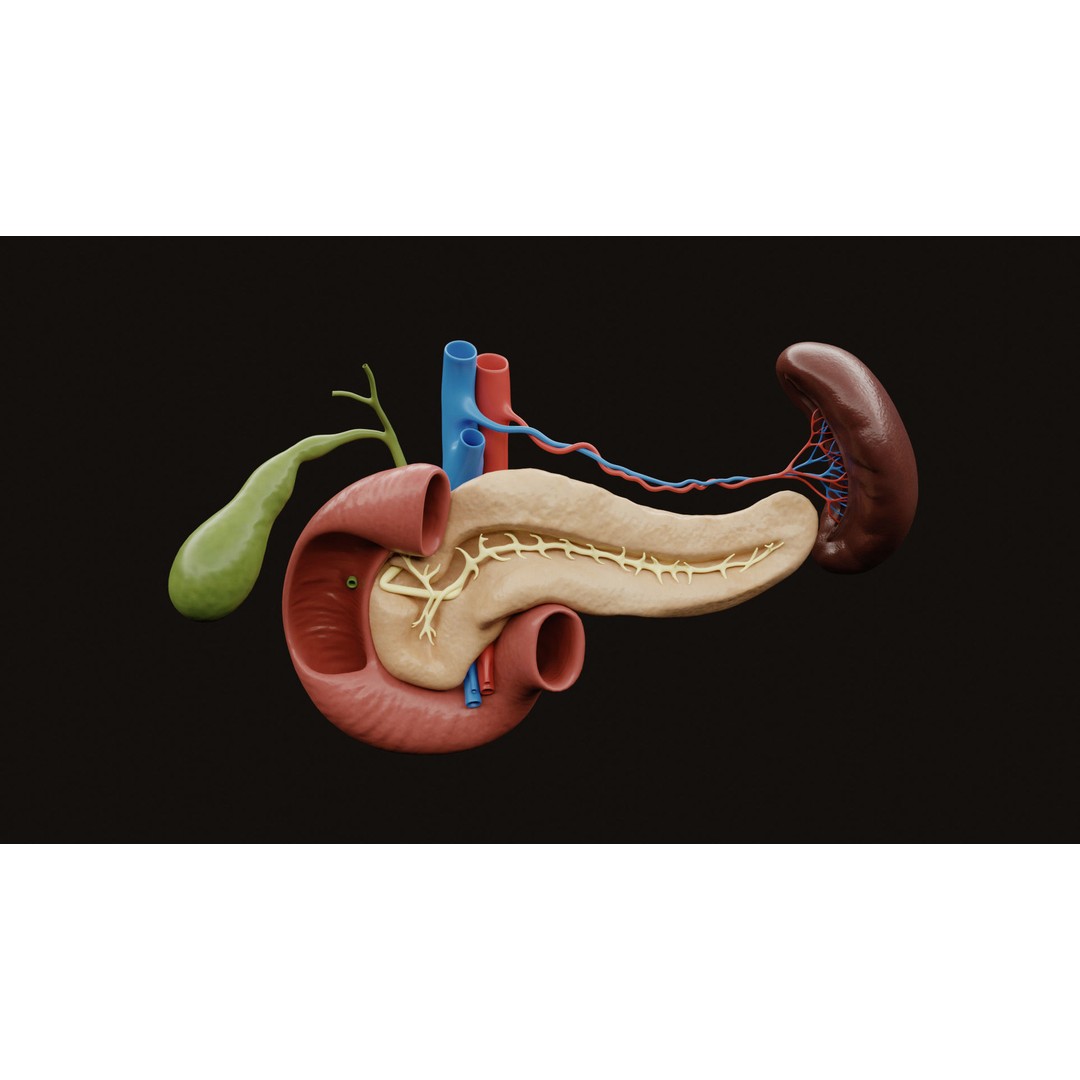 Pancreas Cross Section 3D Model – PBR Anatomy Asset, FBX, OBJ - View 3