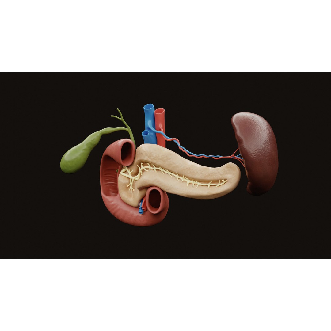 Pancreas Cross Section 3D Model – PBR Anatomy Asset, FBX, OBJ - View 4