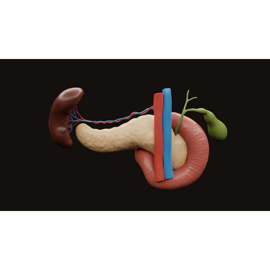Pancreas Cross Section 3D Model – PBR Anatomy Asset, FBX, OBJ - View 6