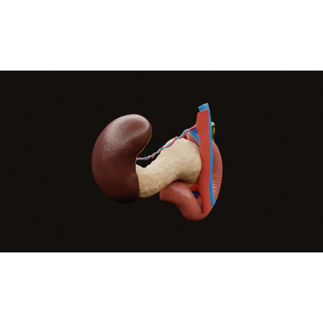 Pancreas Cross Section 3D Model – PBR Anatomy Asset, FBX, OBJ - View 7