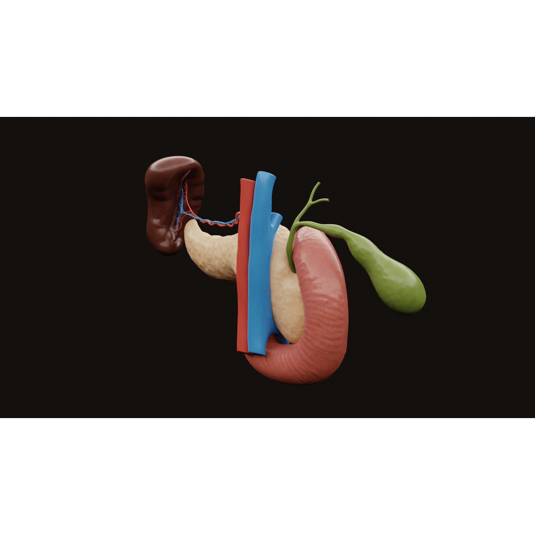 Pancreas Cross Section 3D Model – PBR Anatomy Asset, FBX, OBJ - View 8