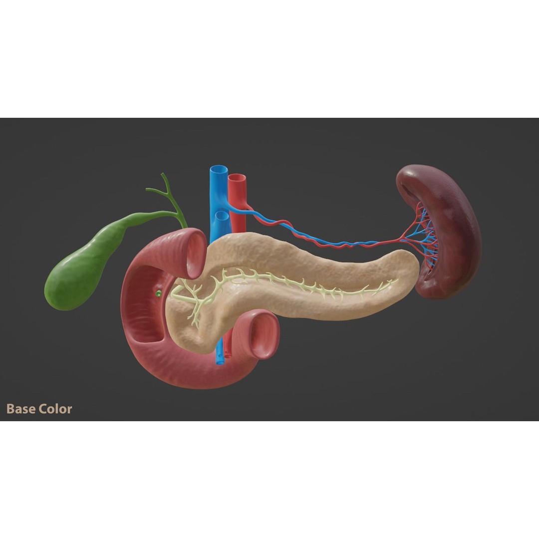 Pancreas Cross Section 3D Model – PBR Anatomy Asset, FBX, OBJ - View 9