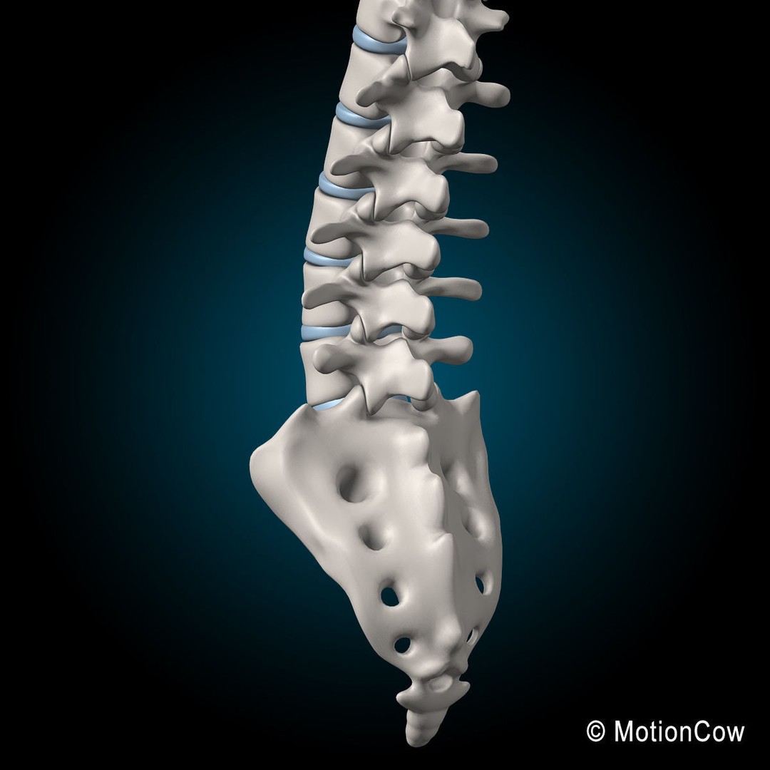 Human Spine 3D Model – Detailed Anatomical Asset, FBX, PBR - View 10